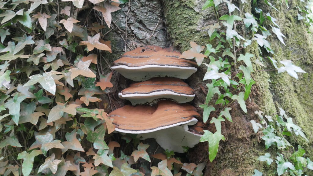 Fungi 2